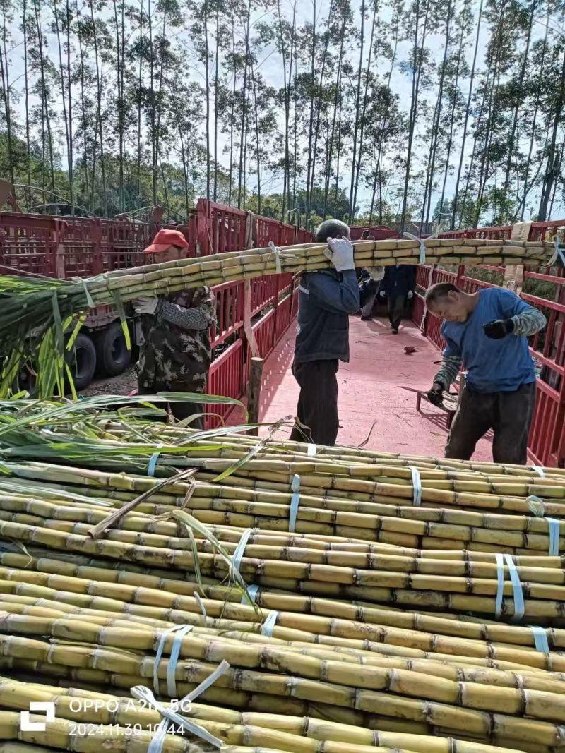 广东黄皮甘蔗，大量开始便宜好货出货，欢迎致电咨询
