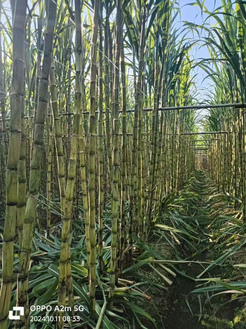 广东黄皮甘蔗，大量开始便宜好货出货，欢迎致电咨询