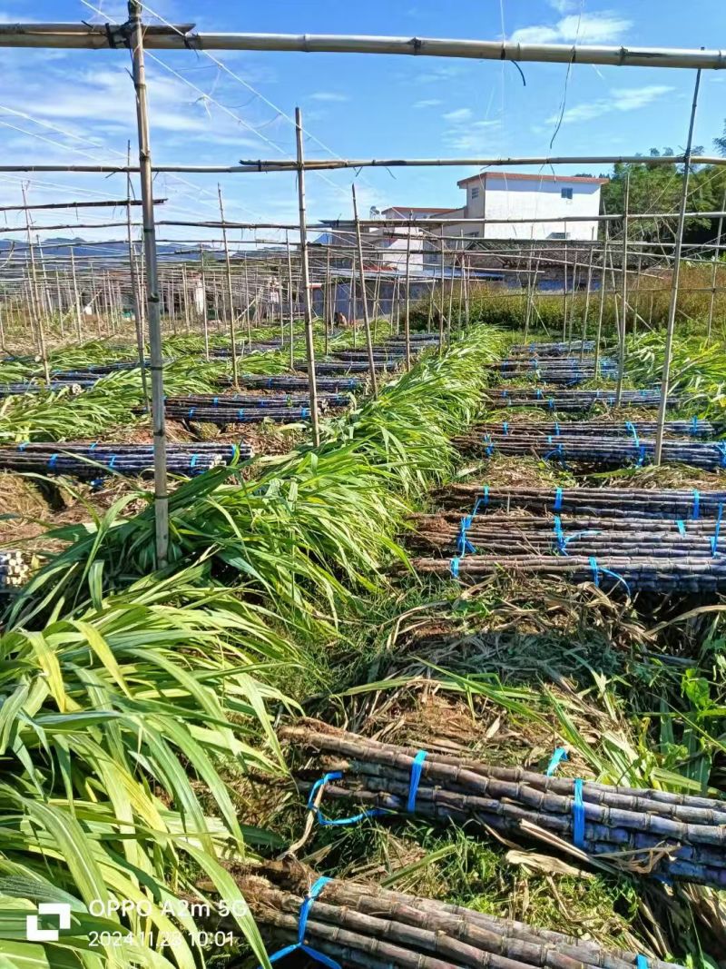 英德韶关甘蔗冲刺年货，大量开始便宜好货出货，欢迎致电咨询