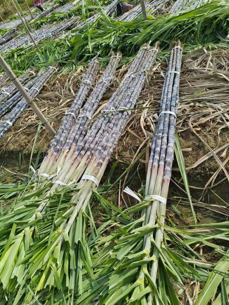 英德韶关甘蔗冲刺年货，大量开始便宜好货出货，欢迎致电咨询
