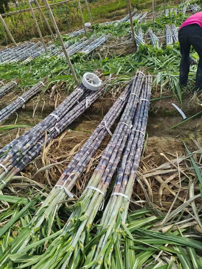 英德韶关甘蔗冲刺年货，大量开始便宜好货出货，欢迎致电咨询