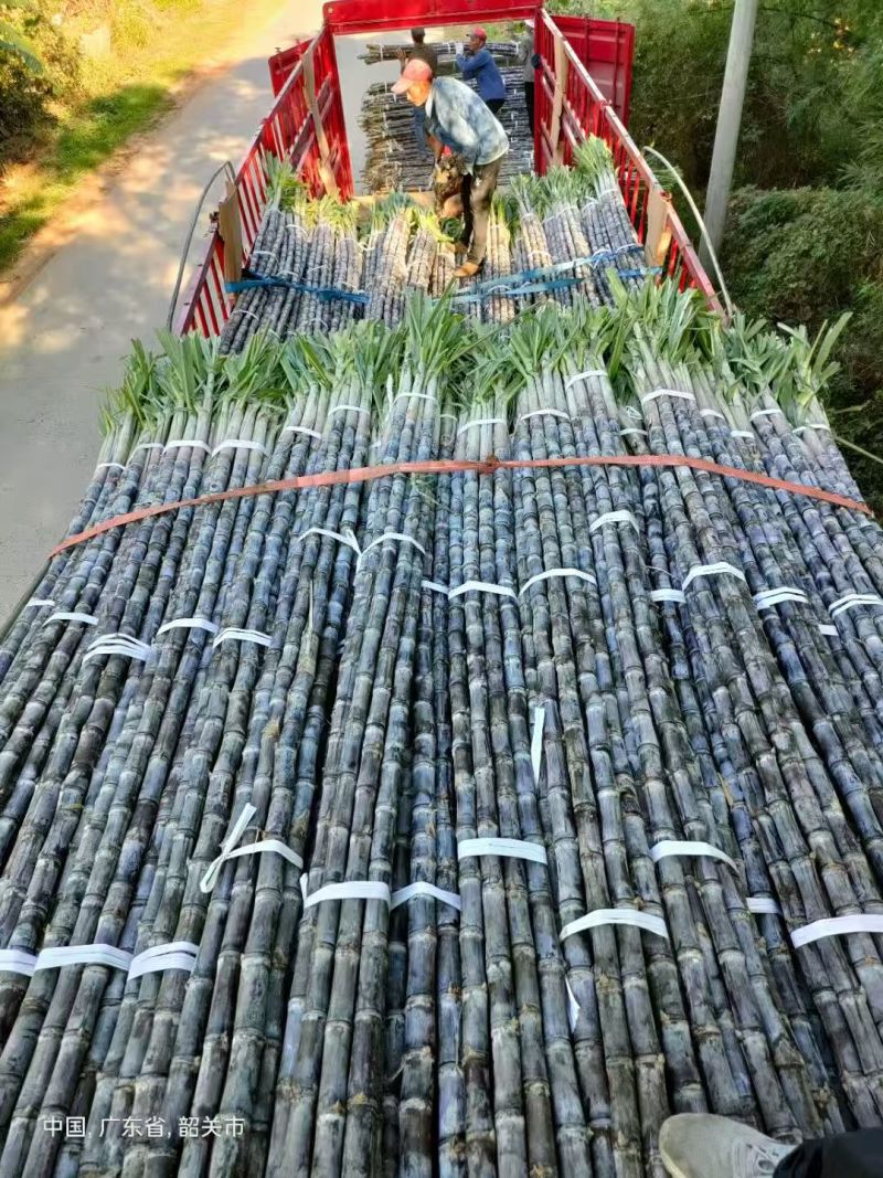 英德韶关甘蔗冲刺年货，大量开始便宜好货出货，欢迎致电咨询