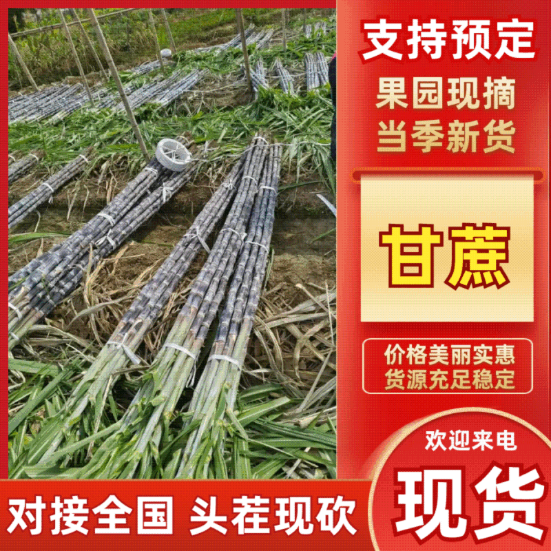 韶关甘蔗，便宜处理！无任何质量问题，有问题包退，准备年货