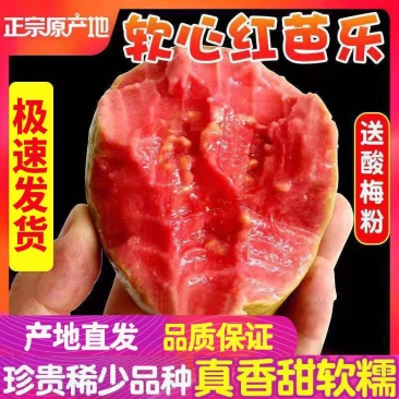 红心芭乐番石榴特价奶茶店限量**包邮