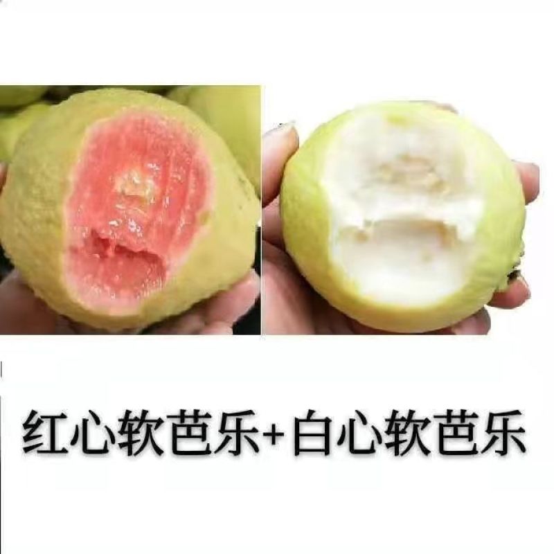 红心芭乐番石榴特价奶茶店限量**包邮