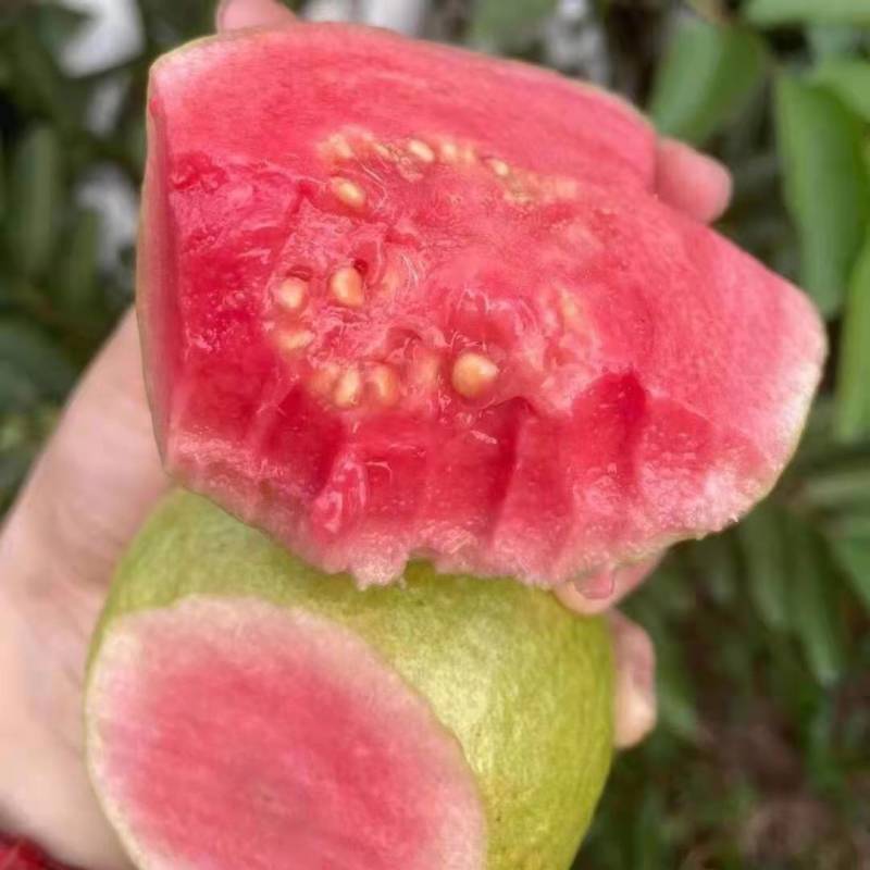 红心芭乐番石榴特价奶茶店限量**包邮