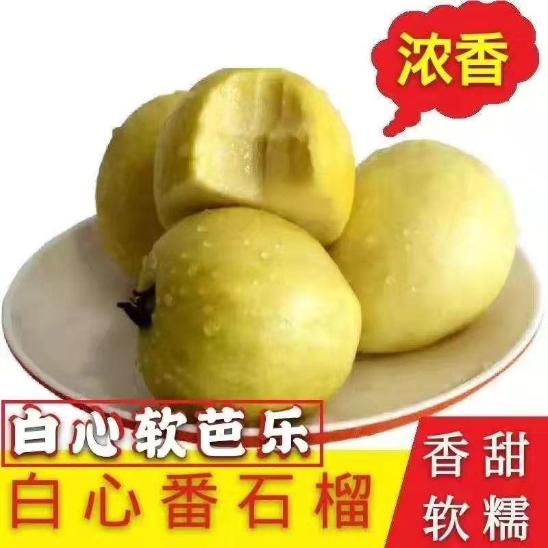红心芭乐番石榴特价奶茶店限量**包邮