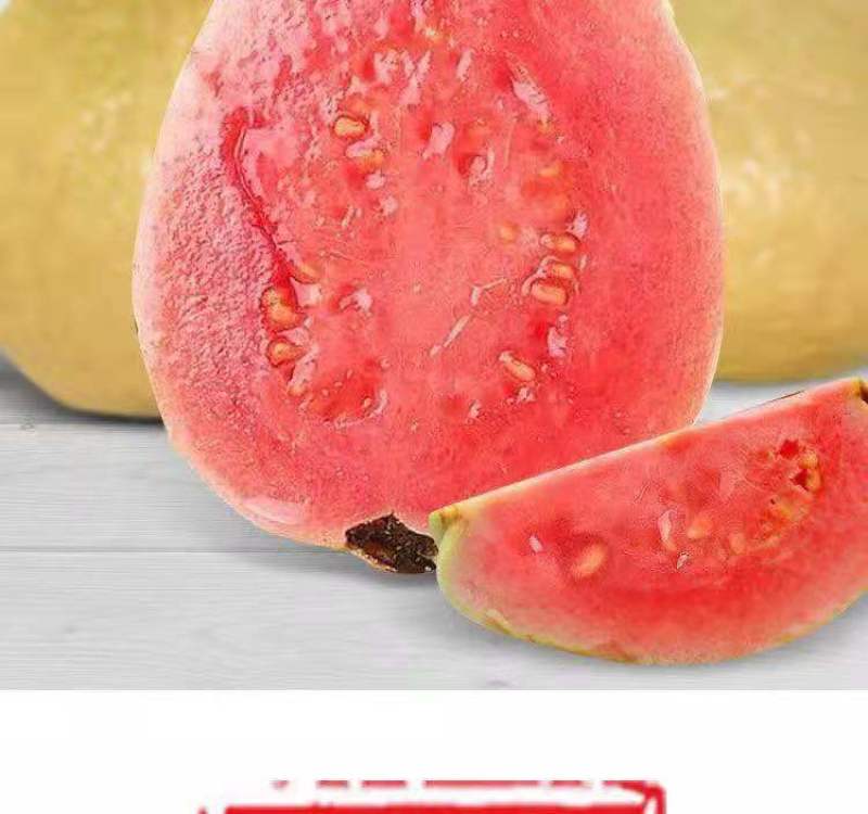 红心芭乐番石榴特价奶茶店限量**包邮