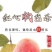 红心芭乐番石榴特价奶茶店限量**包邮