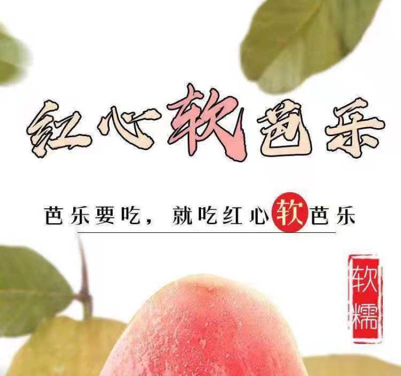 红心芭乐番石榴特价奶茶店限量**包邮
