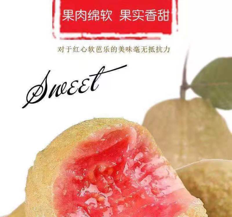 红心芭乐番石榴特价奶茶店限量**包邮