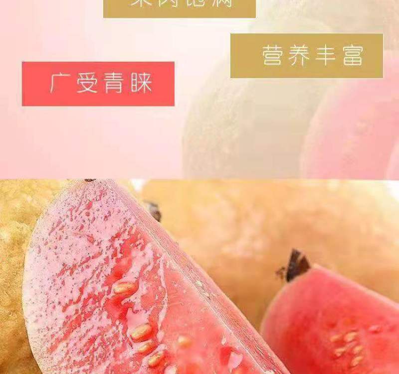 红心芭乐番石榴特价奶茶店限量**包邮