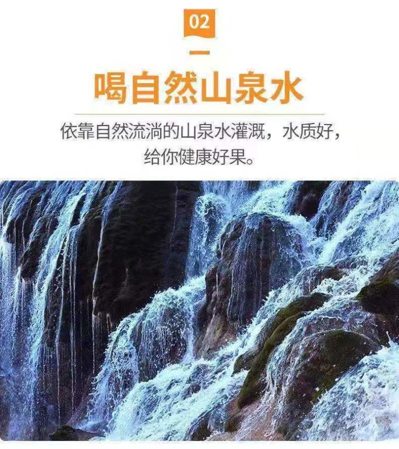 红心芭乐番石榴特价奶茶店限量**包邮