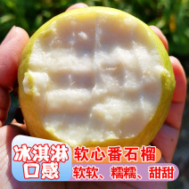 白心芭乐番石榴奶茶店专用五斤装