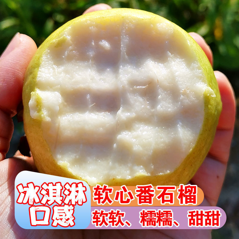 白心芭乐番石榴奶茶店专用五斤装