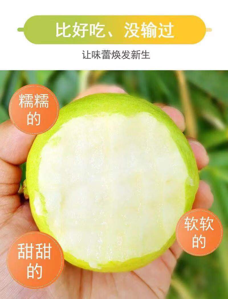 白心芭乐番石榴奶茶店专用五斤装