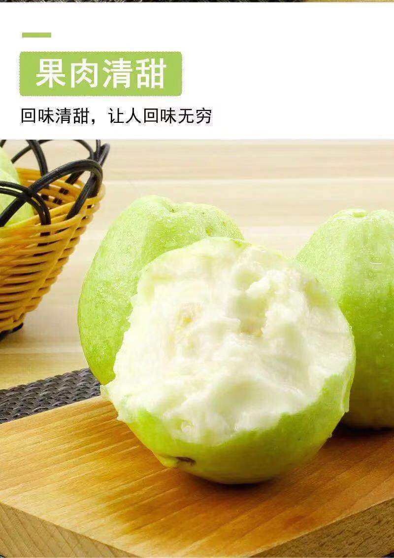 白心芭乐番石榴奶茶店专用五斤装