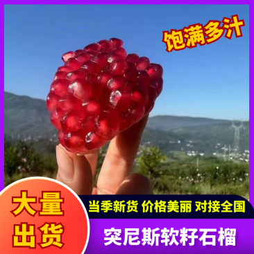 四川大凉山突尼斯软籽石榴饮料果，工厂果，榨汁果大量出货