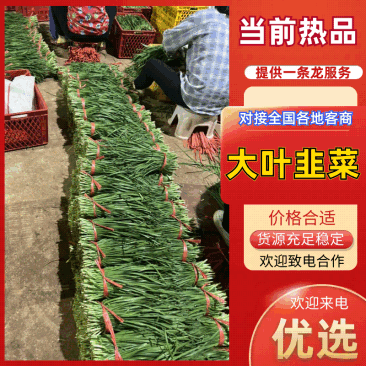 【根粗叶厚】黑土地韭菜广东省发货对接市场色泽浓绿