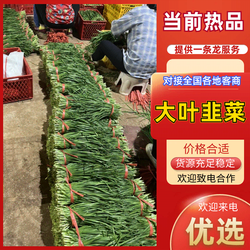 【根粗叶厚】黑土地韭菜广东省发货对接市场色泽浓绿