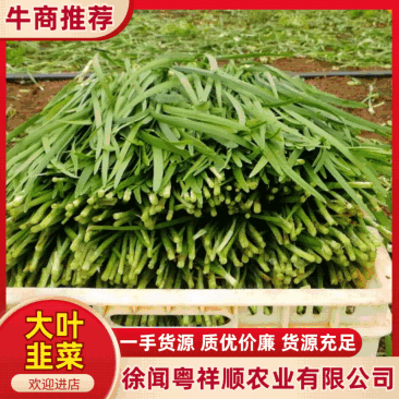 【大叶韭菜】视频看货广东省湛江市徐闻县黑土地