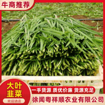 【提前预定】徐闻县大叶黑土地韭菜质量保证发货全国