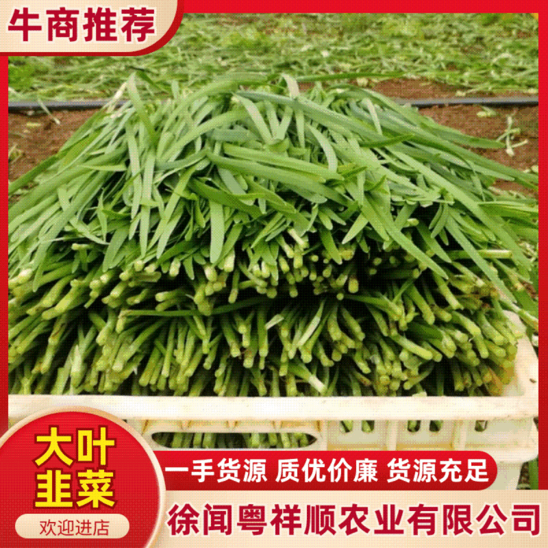 【提前预定】徐闻县大叶黑土地韭菜质量保证发货全国