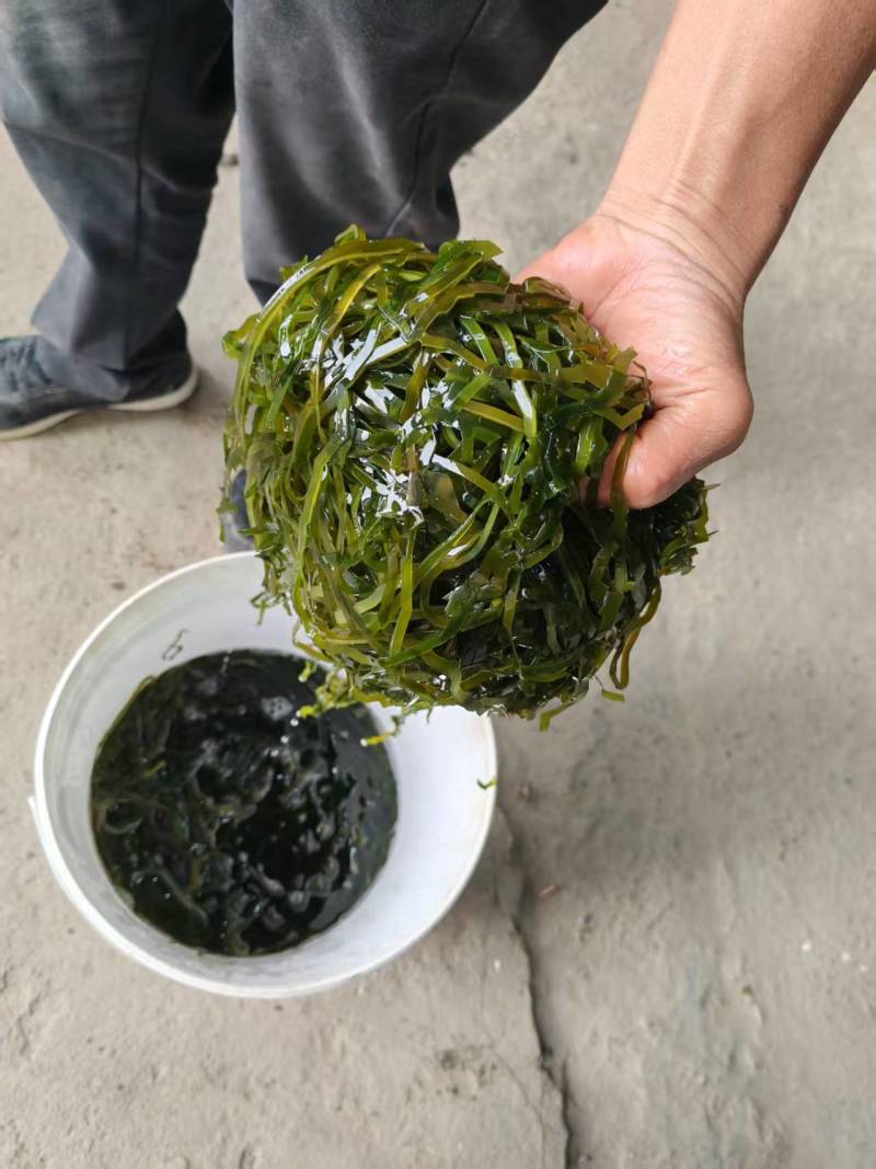 福建本地海带丝。牛肉面海带丝，量大从优。发货迅速。