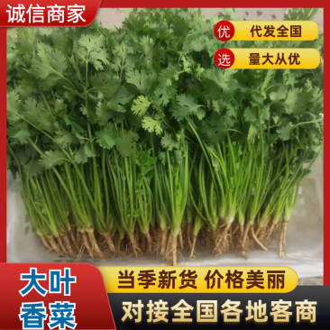 【实力推荐】河北香菜产地直发一手货源品质保证