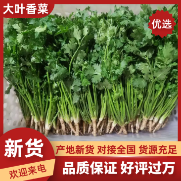【实力推荐】河北香菜产地直发一手货源品质保证