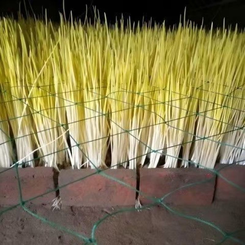 河北蒜黄大量现货供应，规格齐全，对接电商、市场、批发商