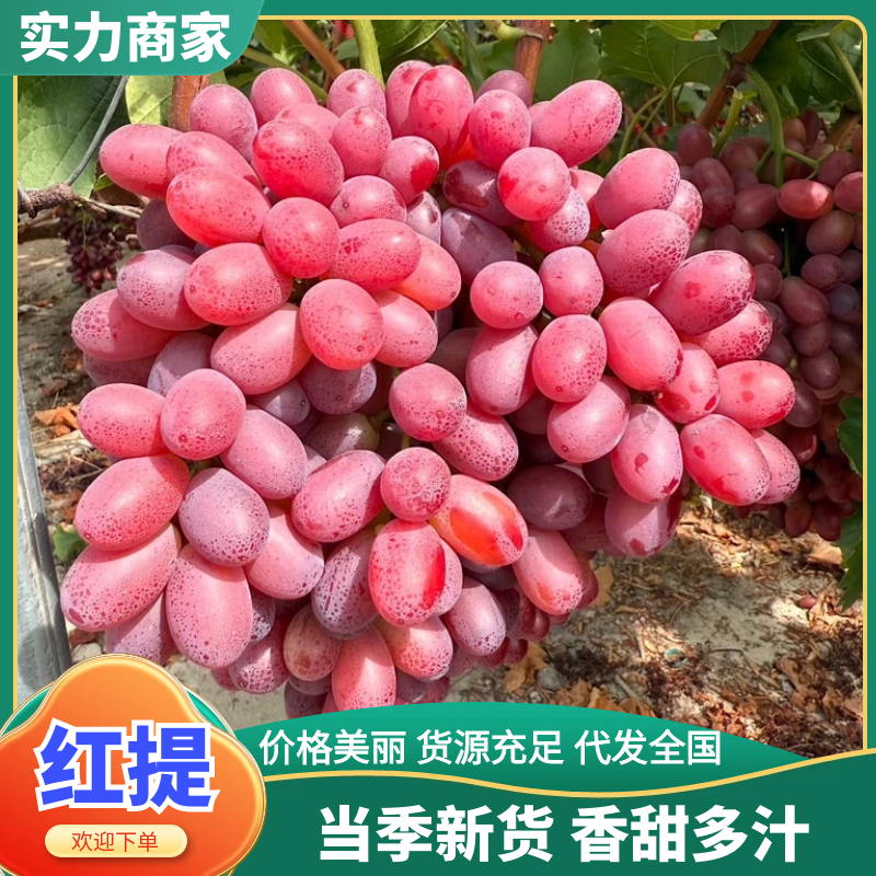 【基地直发】陕西红提精品红提颗粒饱满品质保证欢迎咨询