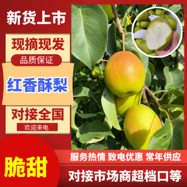 红香酥梨陕西红香酥梨皮薄多汁现摘现发欢迎咨询