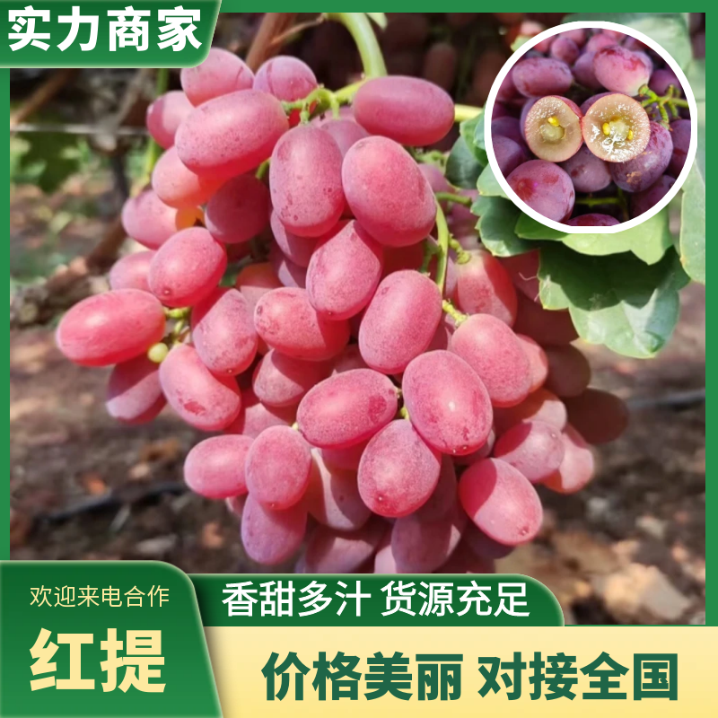 【优质红提】陕西红提基地直发供应全国市场电商商超
