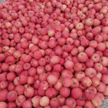 【耐储存】辽宁寒富苹果果型圆润口感佳产区直发欢迎咨询