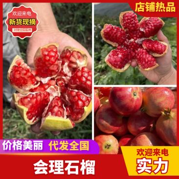 【热卖】会理石榴现摘现发品质保障对接电商社区团购