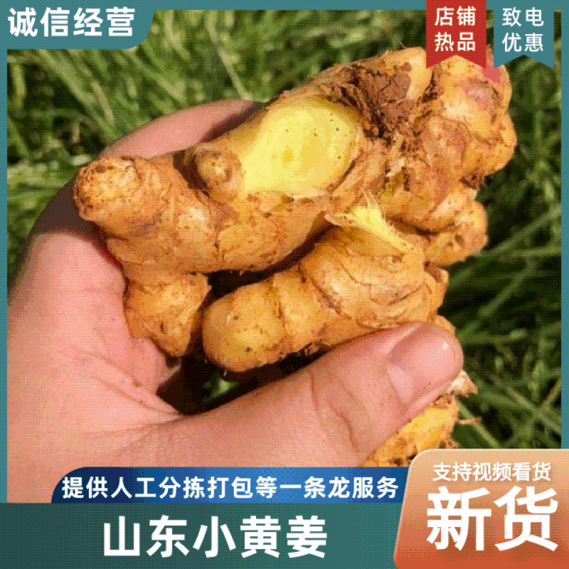 6推荐山东生姜小黄姜风干姜/水洗姜/土姜基地直供商超