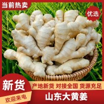6山东大黄姜生姜沙土姜/水洗姜/风干姜电商货常年供