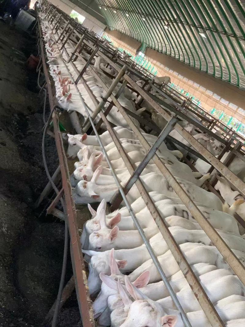 陕西产地萨能奶山羊一手货源全国发货提供养殖技术
