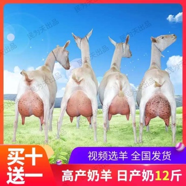 陕西产地萨能奶山羊一手货源全国发货提供养殖技术