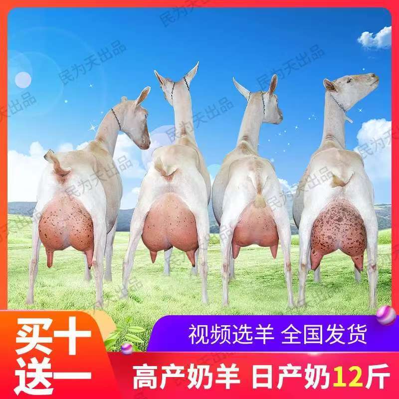 陕西产地萨能奶山羊一手货源全国发货提供养殖技术