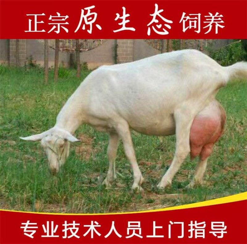 陕西产地萨能奶山羊一手货源全国发货提供养殖技术