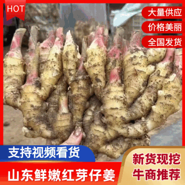6红芽姜山东鲜姜仔姜子姜红牙姜嫩姜实力代发全国商超