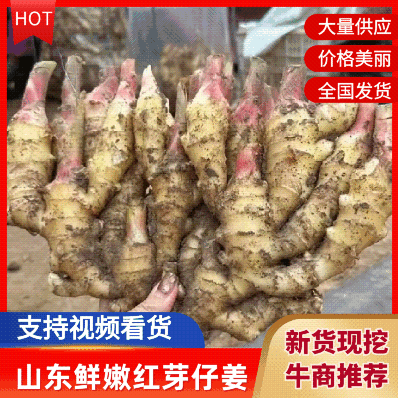 6红芽姜山东鲜姜仔姜子姜红牙姜嫩姜实力代发全国商超