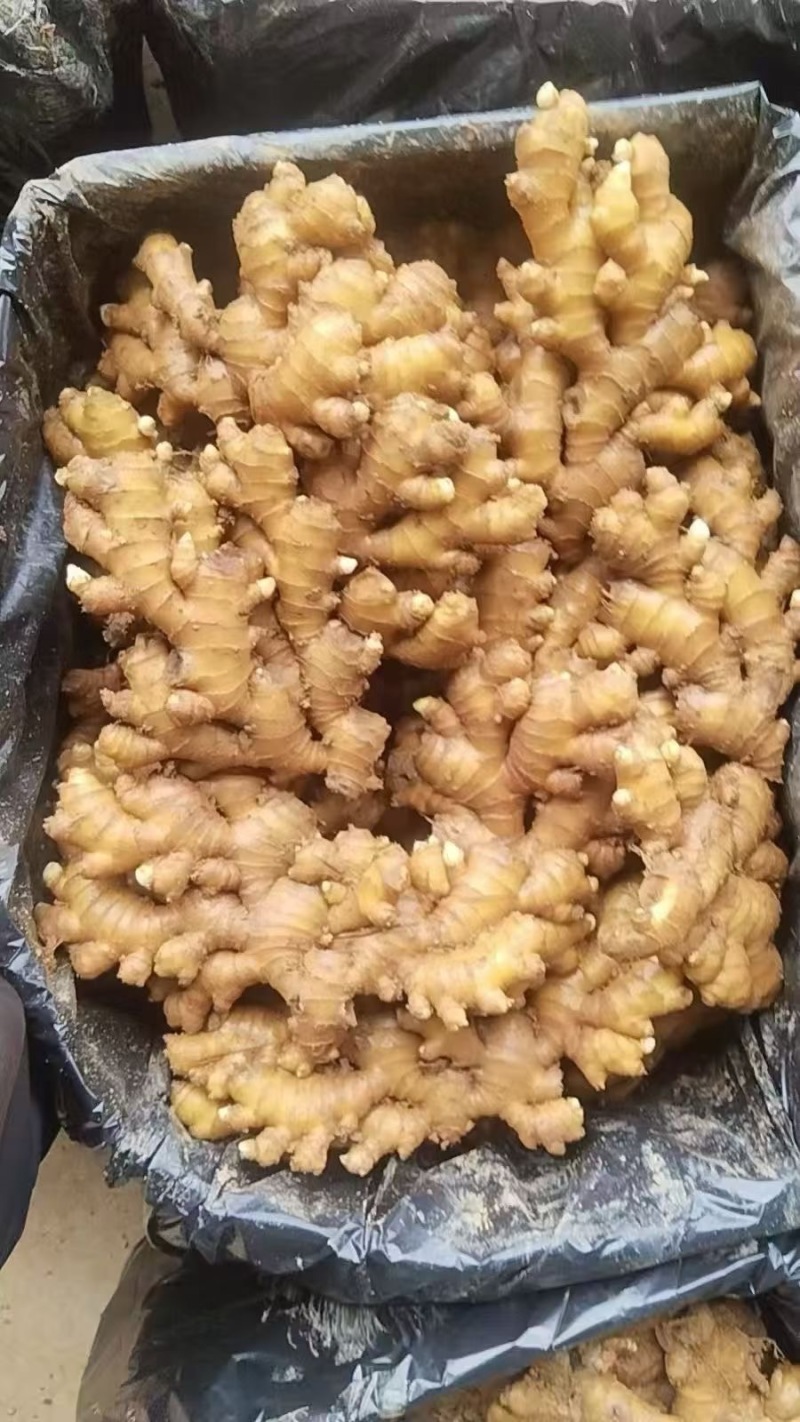 1热卖中山东生姜小黄姜水洗姜/风干姜/沙土姜常年供商超