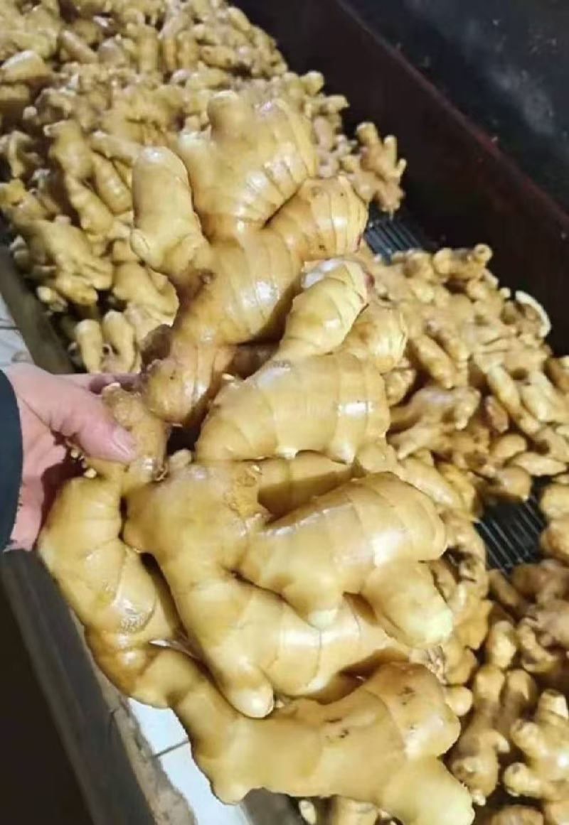 推荐山东生姜大黄姜水洗姜/风干姜/水洗姜常年供货