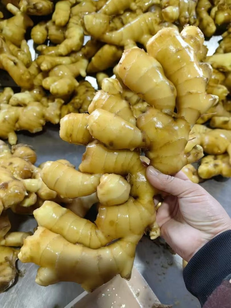 推荐山东生姜大黄姜水洗姜/风干姜/水洗姜常年供货