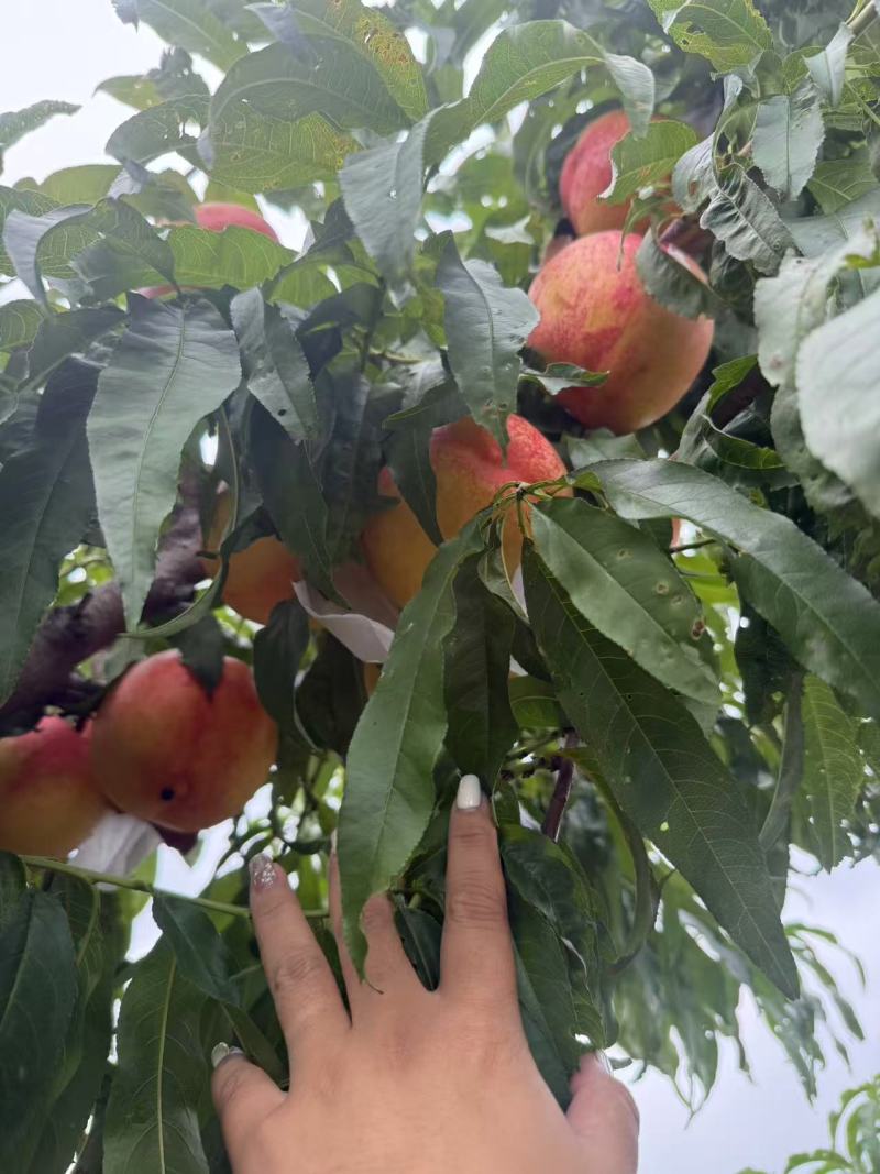 辽宁精品红油桃/品相好/量大价优/欢迎咨询/