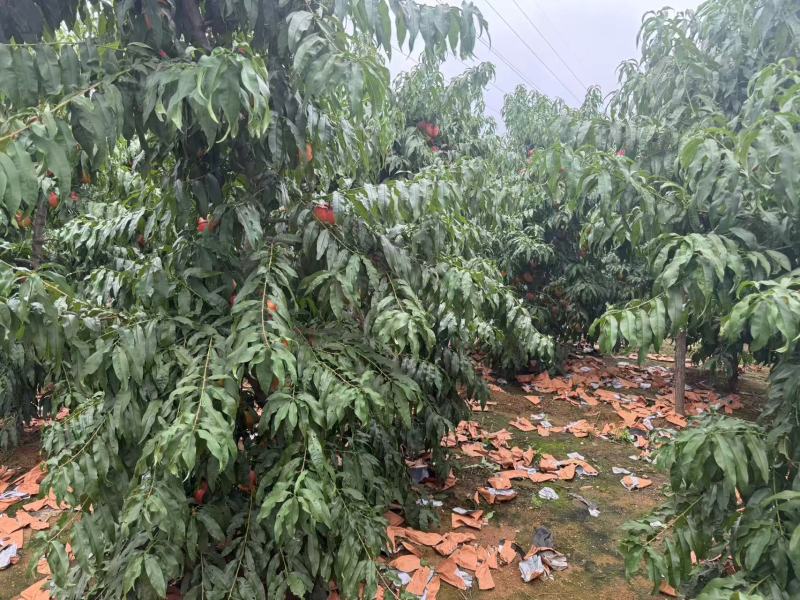 辽宁精品红油桃/品相好/量大价优/欢迎咨询/