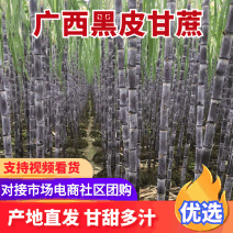 广西玉林甘蔗大量上市条形好口感甜全国代发质量保证